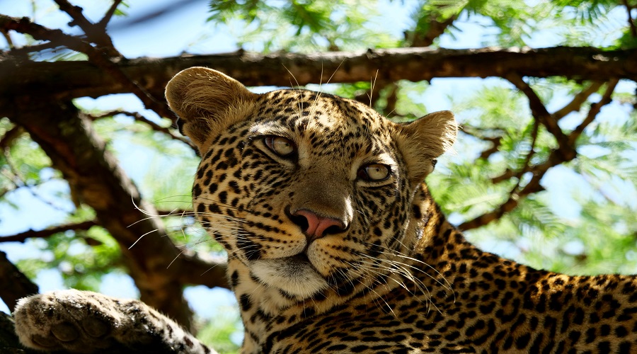    10+ Day Tanzania Safari Package